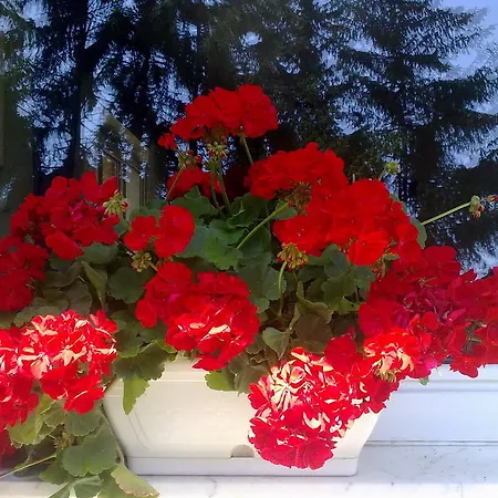 Muskatli Vendeghaz Bed and Breakfast *