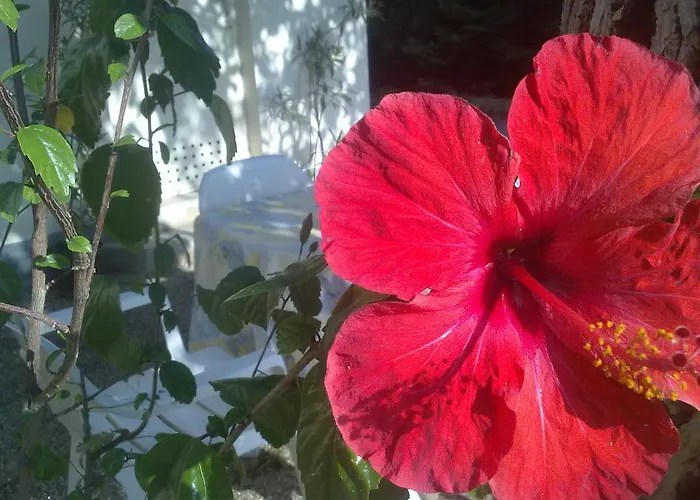 Panzió Muskatli Vendeghaz *