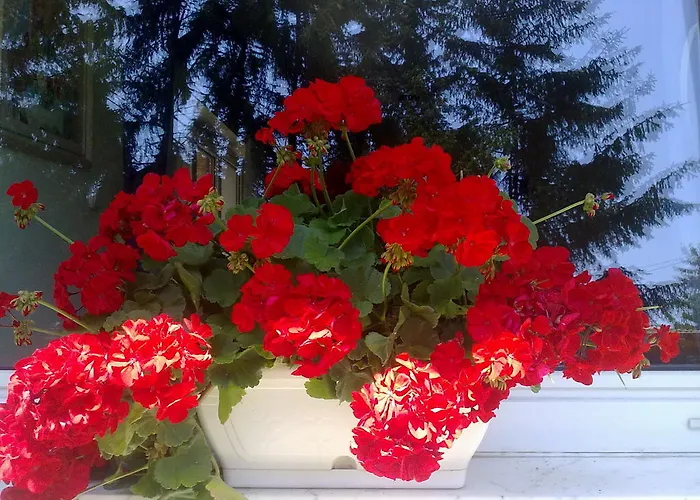 Muskatli Vendeghaz Panzió *